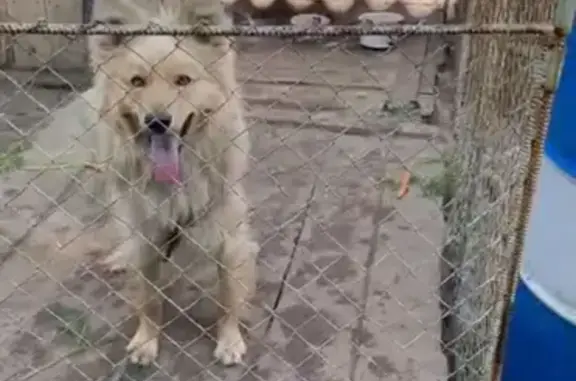 Пропала собака Умка, проживавшая на улице Питомник, 3, г. Омск.