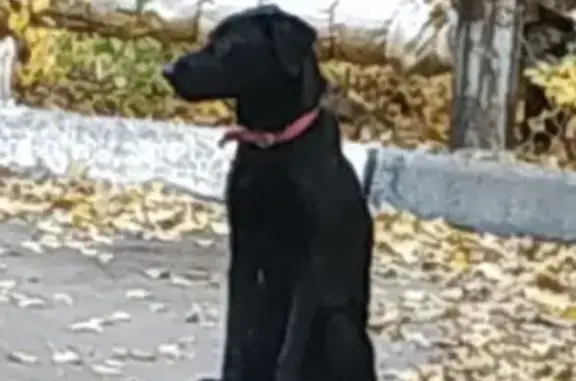 Найдена собака в парке Победы, Саратов