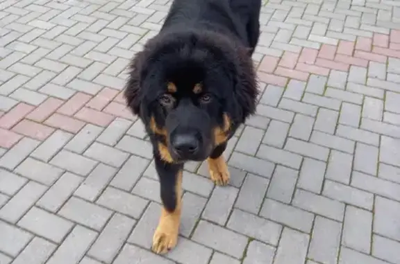 Пропала собака Яша в Кондопоге, Карелия