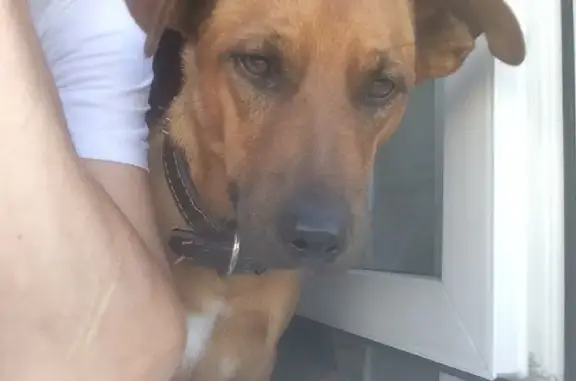Пропала собака Майло на Гурьевском проезде 19 к3, Москва
