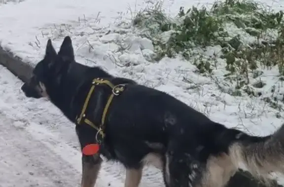 Собака найдена на Кольском проспекте, 131А в Мурманске