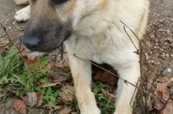 Найдена собака на Московской ул. в Дорохово