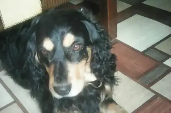 Собака-кокер найдена на улице Шаровка, Софьино