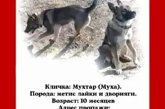 Пропала собака в Волгоградской области - помощь нужна! 🐕