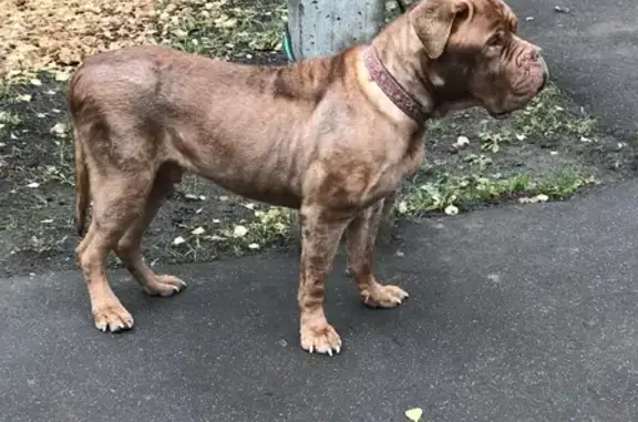 Найдена рыжая собака в Московской области.