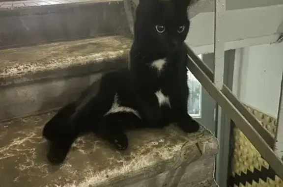 Найдена черно-белая кошка на Малышева, 19, Москва