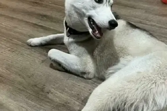 Собака хаски найдена в Закаменском микрорайоне 15, Новосибирск.