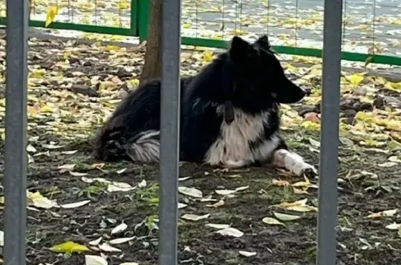 Найдена собака на ул. А. Солженицына, Москва