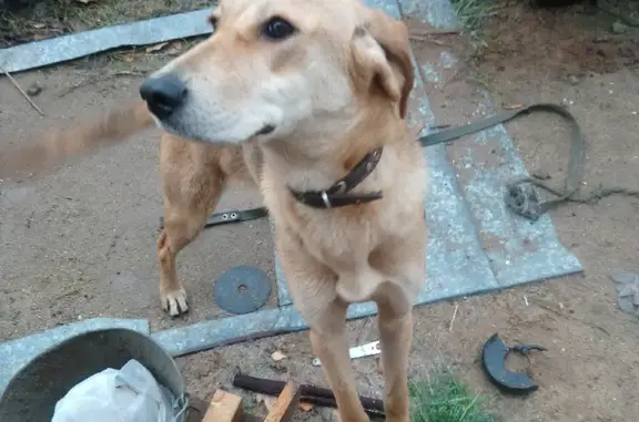Найдена собака на Неждановской, Иваново