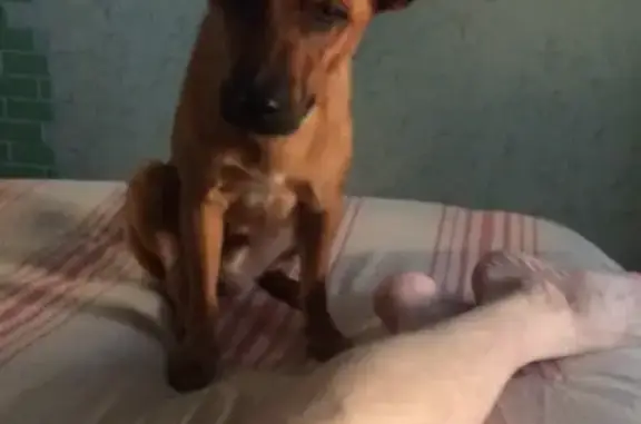 Объявления о пропавших и найденных животных, Москва, фото: Пропала собака Майло, Гурьевский проезд 19 к3, Москва