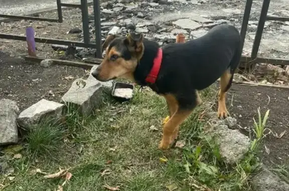 Найдена собака на улице Ильича, Екатеринбург
