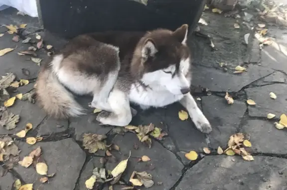 Найдена собака на улице Ростовский Выезд, 11Б, похожа на хаски
