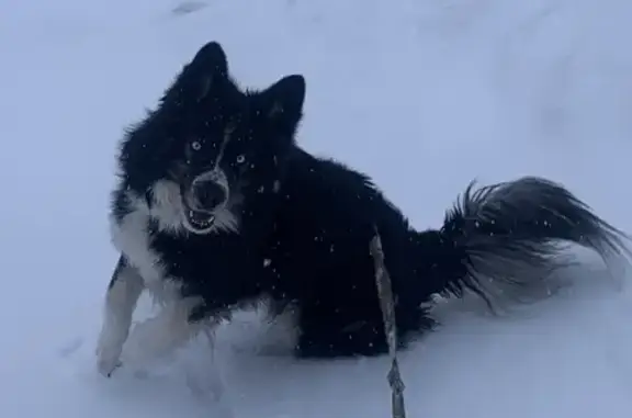 Пропала собака Метис хаски на Промышленной, 19, Мурманск