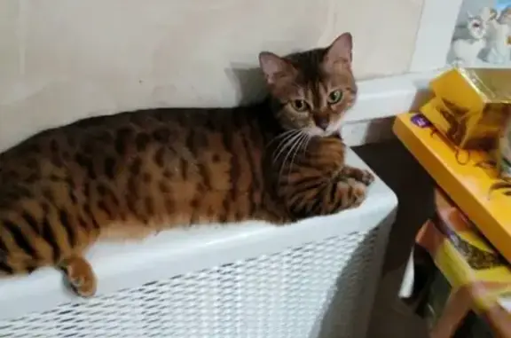 Потерянные животные Смоленск, фото: Пропала кошка Яся, ул. Зои Космодемьянской, 42, Смоленск.