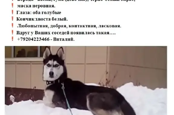 Пропала собака Хаска в Воронеже без ошейника
