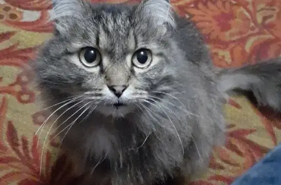 Пропала кошка Кузя на улице Дорожной, 25 в Кемерово