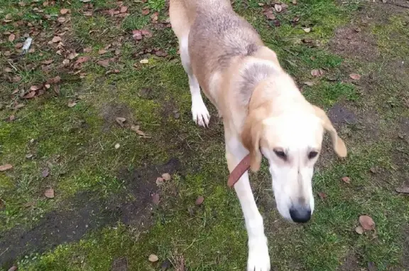 Найдена собака: русская гончая, 6 лет, 61Н-241, Екшурское сельское поселение