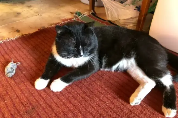 Объявления о пропавших и найденных животных, Курган, фото: Пропала кошка в районе лыжной базы Спартак, Курган