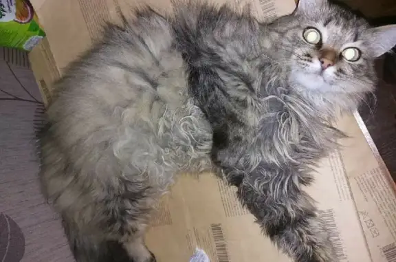 Кошки потеряшки, Липецк, фото: Потеряшка кошка на Ударников, 10А в Липецке