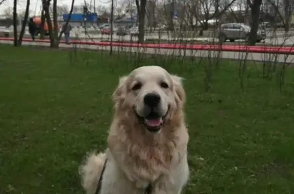 Пропала собака на Кленовом бульваре, Москва