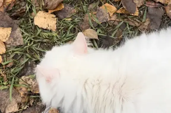 Найденные животные Ижевск, фото: Белая беременная кошка найдена на ул. Татьяны Барамзиной, 60