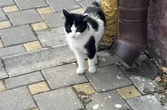 Найдена кошка на Пушкинской, 39 в Ростове