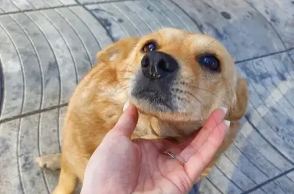 Потерялась собака на площади Ленина, Махачкала