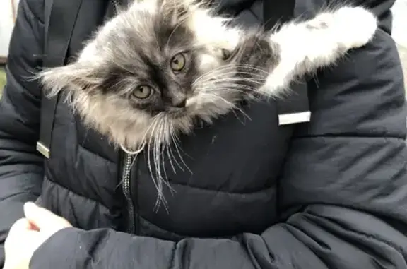 Найден котенок на ул. Муравьева-Апостола