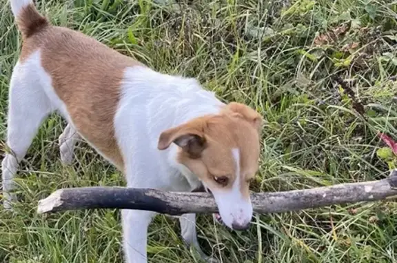 Пропала собака Пит в Кондрово, Калужская область