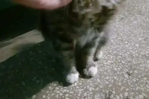 Найден кот на Военной, 10 в Екатеринбурге