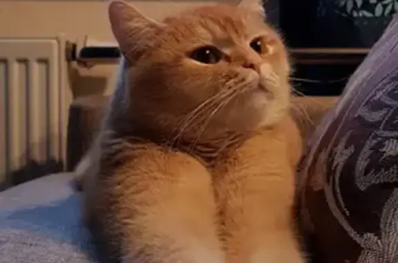 Кошки потеряшки, Санкт-Петербург, фото: Потеряшка кошка Марс на Тихорецком пр. 35, СПб