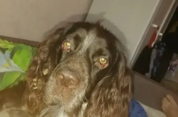 Собаки потеряшки, Томск, фото: Потеряшка собака Тихон вдоль Ушайки, Комсомольский проспект, 6А, Томск