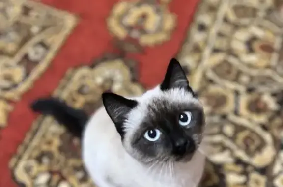 Найден сиамский котенок в Омске на ул. Челюскинцев