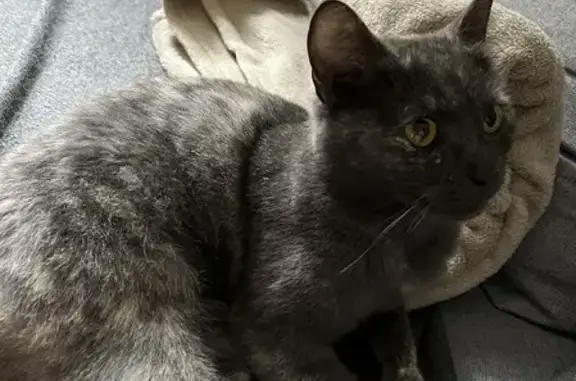 Найдена британская кошка возле магазина на Граничной, 18