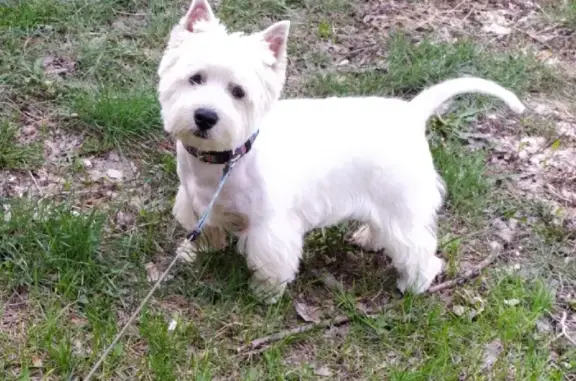 Собаки потеряшки, , фото: Потеряшка кобель Арчи на ул. Лисицкого, 5 в Омске