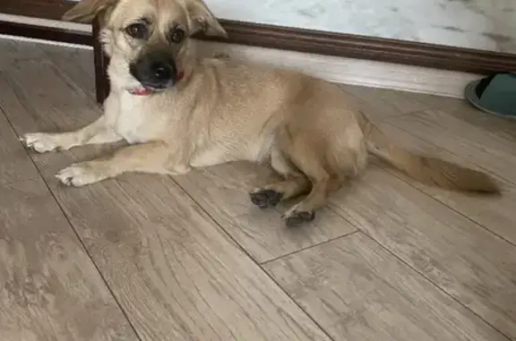 Найдена собака на Онежской, 1 год, размер таксы, без ошейника