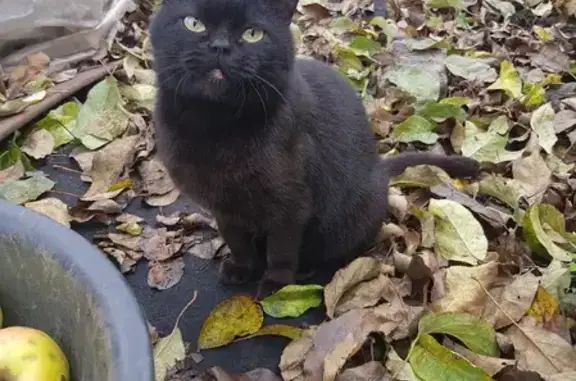 Найдена черная кошка на Народной, 43