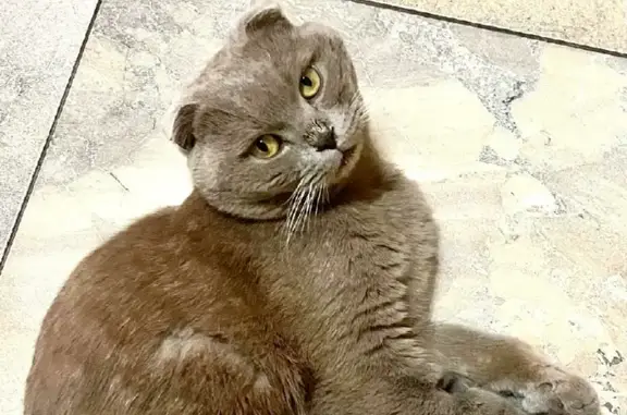 Найден котик в районе Лесных прудов, Наро-Фоминск.