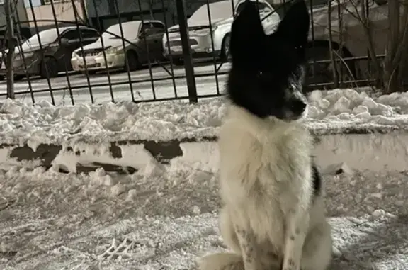 Найдена ласковая собачка в Новосибирске