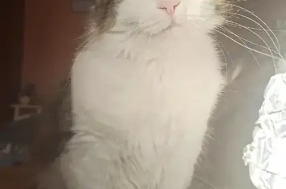 Объявления о пропавших и найденных животных, Санкт-Петербург, фото: Пропала кошка на пр. Культуры, 9 к1, СПб