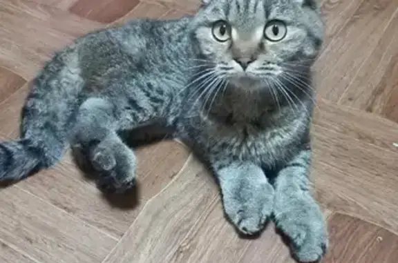 Найден хромой кот возле леса в Ростовской области