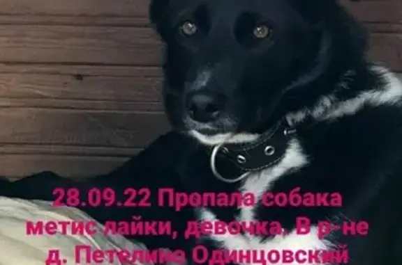 Пропала собака Метис Лайки в Московской области