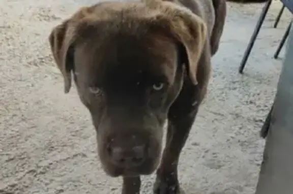 Пропала собака на ул. Ивана Шаталина