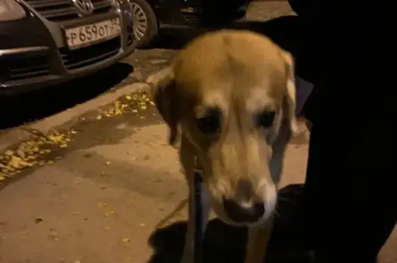 Собака Кабель найдена на улице Еловая Аллея, 31