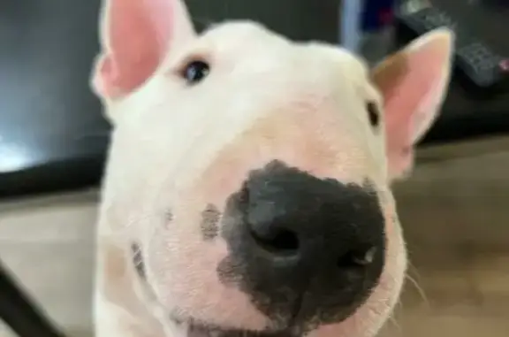 Собаки потеряшки, Санкт-Петербург, фото: Потеряшка собака Мини бультерьер, адрес: Марсово поле 3, Санкт-Петербург