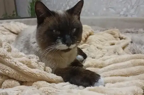 Найден сиамский кот на ул. Мокрова, 30 в Улан-Удэ