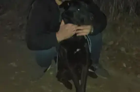 Пропала собака Грей в Ангарске