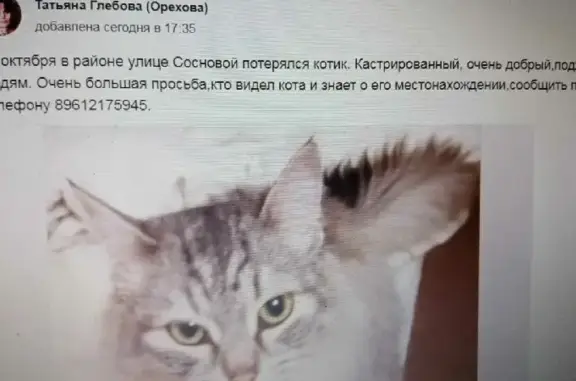 Пропала кошка на Сосновой улице в Тогучине
