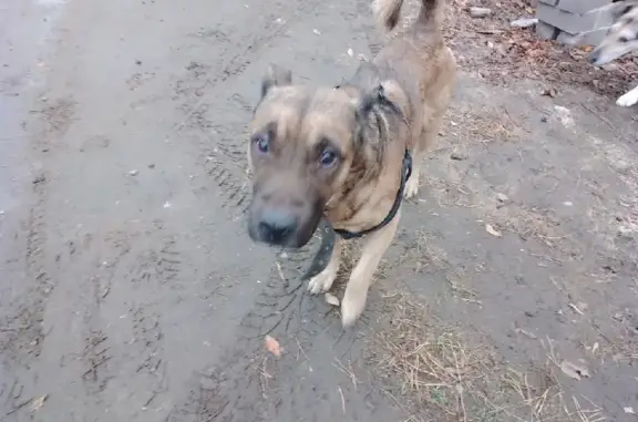 Найдена молодая собака на Жасминной улице в Барнауле