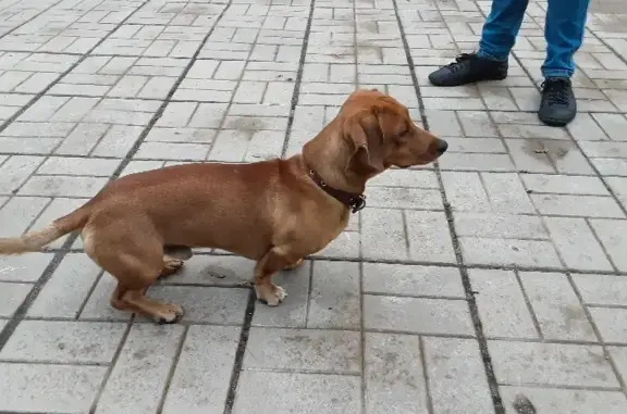 Найдена собака на ул. Привокзальной, Бологое